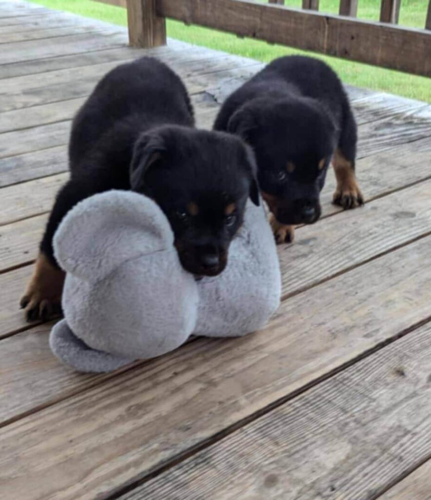 Rottweiler puppy chewing on a toy.