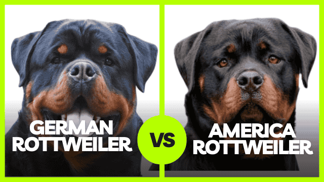 American german rottweiler fashion