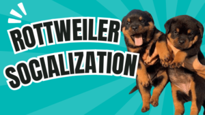 Read more about the article Rottweiler Socialization: 3-14 Weeks to a Confident Puppy