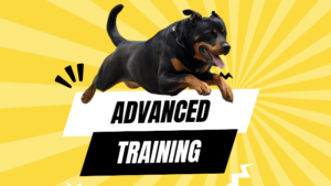 Read more about the article Rottweiler Advanced Training: Level Up Your Rottie’s Skills