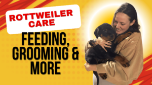 Read more about the article Rottweiler Care: It’s More Than Just Drool and Fur!