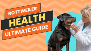 Read more about the article Rottweiler Health 101: A Guide to Common Issues & Preventative Care