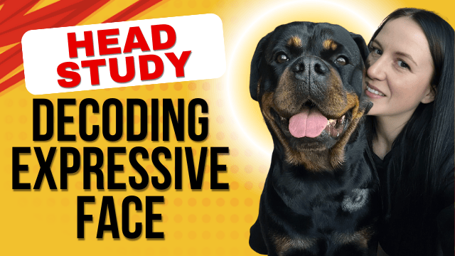 You are currently viewing Rottweiler Head Shape: Must-Know Facts for Owners