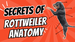 Read more about the article Rottweiler Anatomy: Unlocking the Secrets of this Powerful Breed