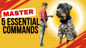 Read more about the article Unlock Your Rottweiler Puppy’s Potential: Master These 5 Essential Commands