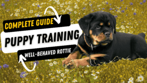 Read more about the article Rottweiler Puppy Training: Your First 6 Months (A Complete Guide)