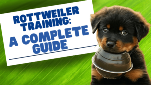 Read more about the article Rottweiler Training: The Complete Guide [Expert Tips & Techniques]