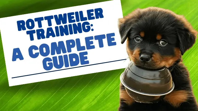 Rottweiler Training: The Complete Guide [Expert Tips & Techniques]