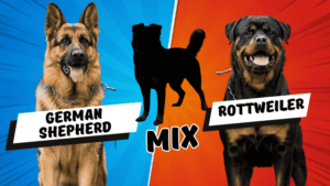 Read more about the article German Shepherd Rottweiler Mix (Shepweilers): Is This Loyal Breed Right for You?