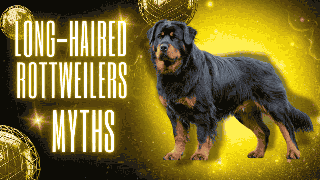 Myths About Long Haired Rottweiler Debunked