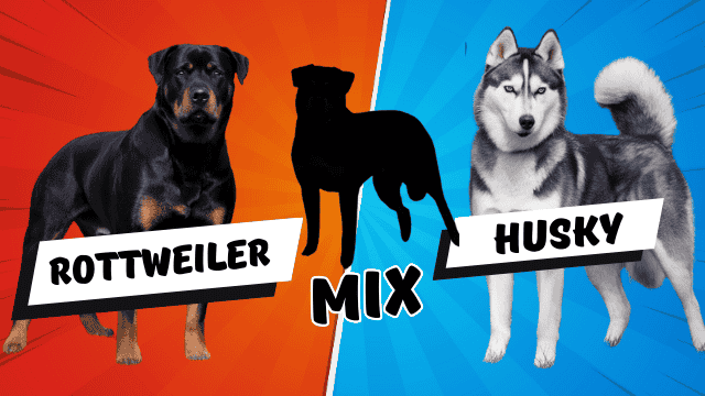 You are currently viewing Rottweiler Husky Mix (Rottsky): 5 Reasons Why They Might NOT Be for You