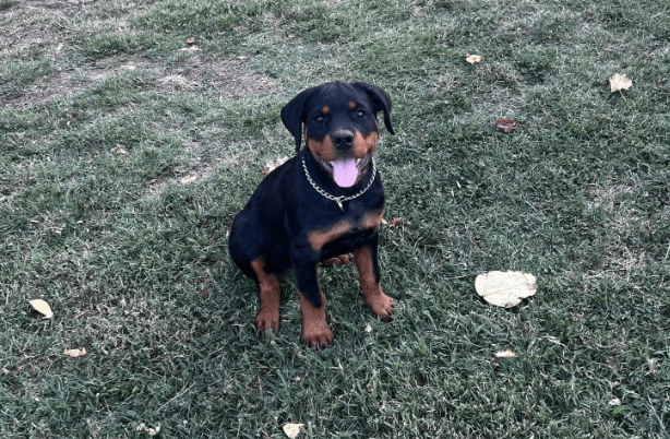 Rottweiler puppy successfully going potty outside