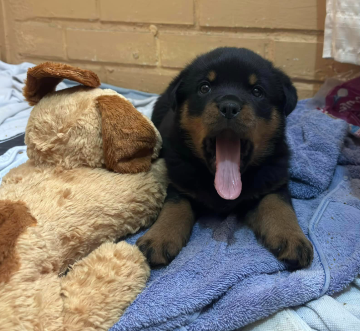 Rottweiler puppy resting in a crate.