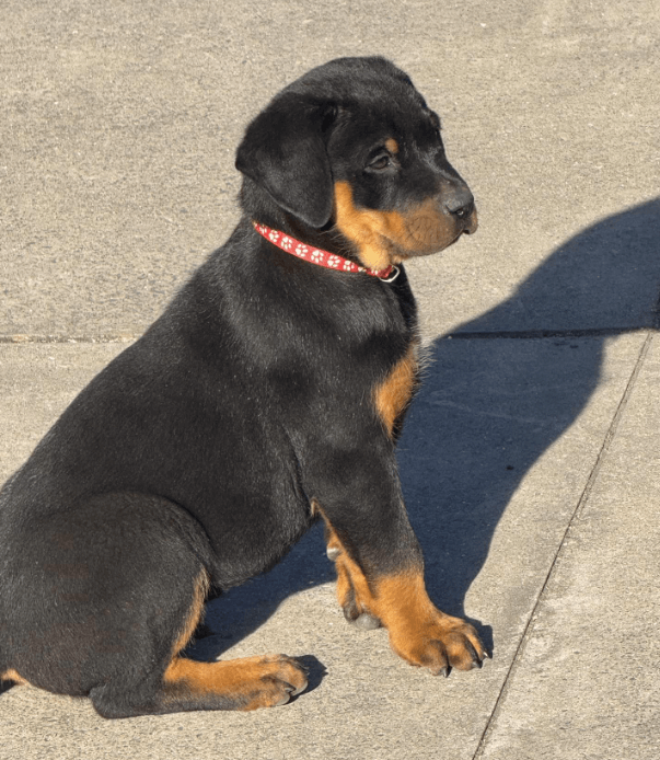 Rottweiler puppy performing the 'sit' command.