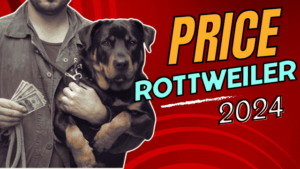 Read more about the article Shock Yourself: The REAL Rottweiler Price in 2024 (It’s More Than You Think!)