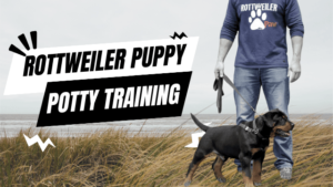 Read more about the article Rottweiler Puppy Housebreaking: Tips for Success (Potty Training)