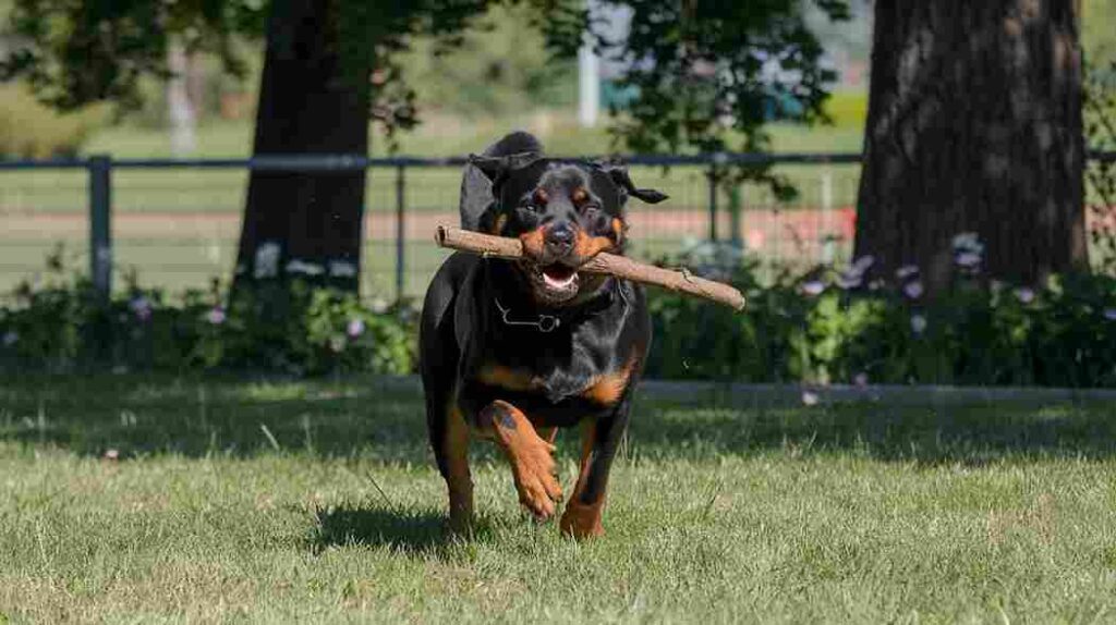 A long-haired Rottweiler playing fetch in a park