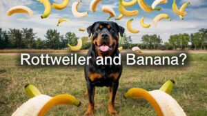 Read more about the article Can Rottweilers Eat Bananas? Surprising Facts Every Owner Should Know (2025 Updated)