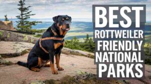 Read more about the article 3 Best Rottweiler Friendly National Parks in the US: Ultimate Guide [2024 Update]