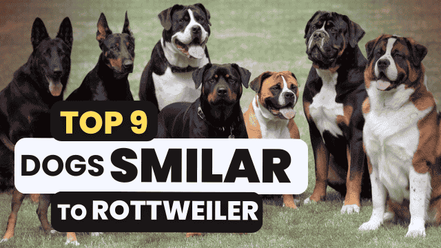 You are currently viewing 9 Best Dogs Similar to Rottweiler: Ultimate Guide to Powerful Guardian Breeds (2024)