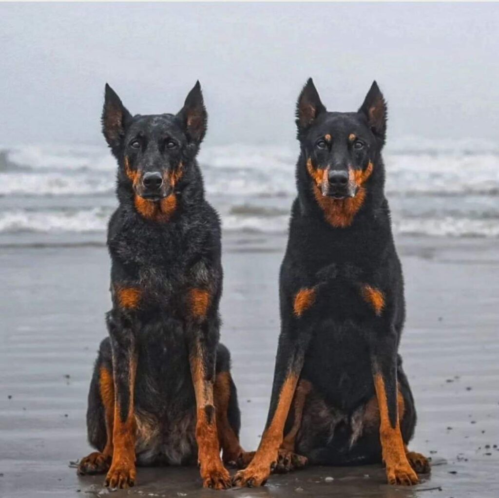 Beauceron in standard pose showing physical similarity to Rottweiler