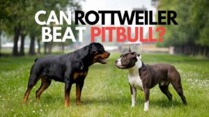 Read more about the article Can Rottweiler Beat Pitbull? Expert Vet’s Powerful Analysis From 15 Years Experience (2024)