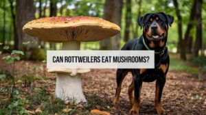 Read more about the article Can Rottweilers Eat Mushrooms? Veterinarian’s Complete Guide to 30% Rising Cases