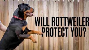 Read more about the article Will Rottweiler Protect You? Essential Guide to Powerful Family Guardians (90% Training Success