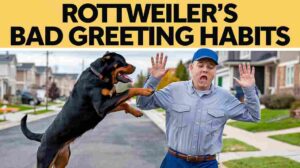 Read more about the article Transform Your Rottweiler’s Greeting Habits: 4 Essential Training Steps