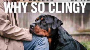 Read more about the article Why Are Rottweilers So Clingy? Is It REALLY Separation Anxiety?