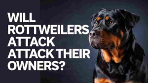 Read more about the article Will Rottweilers Attack Their Owners? Proven Safety Tips From 15 Years of Expertise