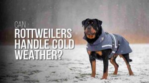 Ultimate Guide: Rottweiler Cold Tolerance – 40°F Comfort Zone Revealed (2024)