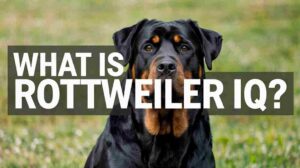 Dr. Stanley Coren's research, which involved evaluating 138 dog breeds with the help of 199 obedience trial judges, places Rottweilers in an impressive 9th position