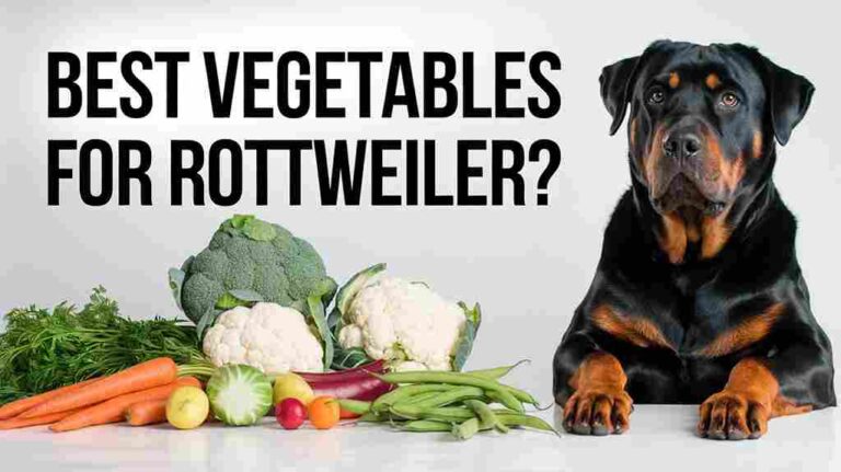 A demonstration of properly cut, steamed, and portioned vegetables in a dog bowl, showing safe serving sizes