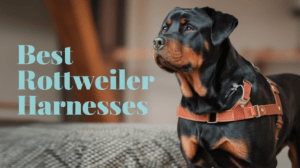 Read more about the article Best Rottweiler Harnesses for Maximum Control & Comfort (2025)