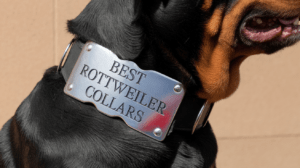 Read more about the article Best Rottweiler Collar (2025) – Top 4 Picks for Every Budget