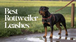 Read more about the article Best Rottweiler Leashes (2025) – Top 4 Expert-Tested Picks