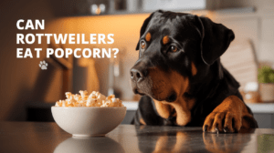 Read more about the article Can Rottweilers Eat Popcorn? A Vet’s Ultimate 15-Year Safety Guide [2025 Update]