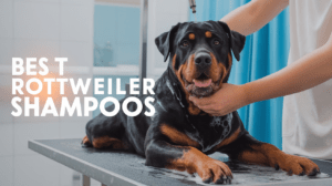 Read more about the article Best Dog Shampoos for Rottweilers: Top 4 Picks [2025 Guide]