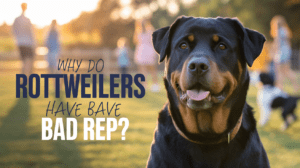 Read more about the article Why Do Rottweilers Have Bad Reputation? Shocking Truth Revealed in 2025