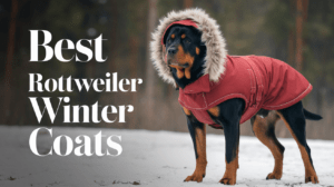 Read more about the article Best Winter Dog Coats for Rottweilers: Top 4 Picks for 2025 [Updated]