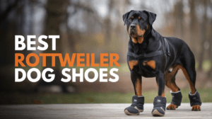 Read more about the article Best Dog Shoes for Rottweilers (2025 Guide)