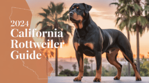 Read more about the article Best Rottweiler Breeders California: Ultimate Guide (2025 Updated)