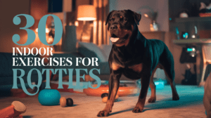 Read more about the article Incredible Indoor Exercise Ideas for Rottweilers: January 2025 Essential Guide to Winter Wellness