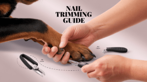 Read more about the article Ultimate Guide: How to Cut and Trim Your Rottweiler’s Nails Safely