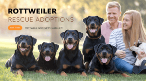 Read more about the article Ultimate Guide: 200+ Successful Rottweiler Rescue Dogs Adoptions in 2025