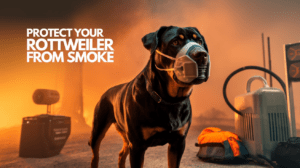 Read more about the article Protecting Your Rottweiler from Wildfire Smoke in 2025 (40 Times More Vulnerable)